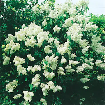 Prydnadsbuske Omnia Garden Vit Bondsyrén