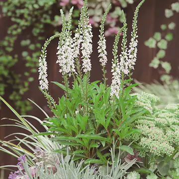 Perenn Omnia Garden Bäcklysing Autumn Snow