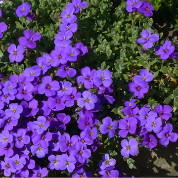 Perenn Omnia Garden Aubrieta Blaumeise