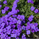 Perenn Omnia Garden Aubrieta Blaumeise