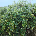 Klätterväxt Humle Storfruktig Omnia Garden 10-80 cm