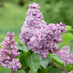 Buske Omnia Garden Syrén 20-40cm Krukodlade