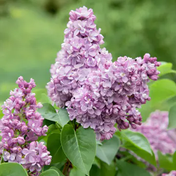 Buske Omnia Garden Syrén 20-40cm Krukodlade