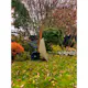 Skottkärra Hörby Bruk Ekeby 90 PFG Sand