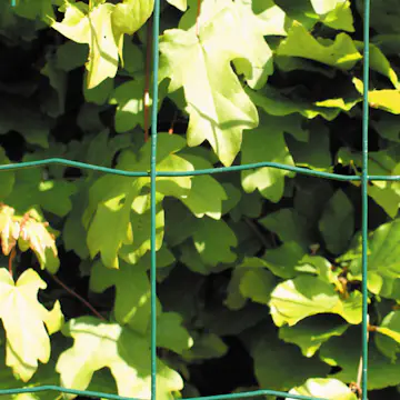 Stängsel Hortus 100x100 mm 10 m