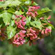 Prydnadsbuske Omnia Garden Ginnalalönn, Vit Blomning, 150-200cm