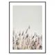 Poster Gallerix Dried Plants No2