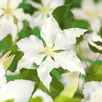 Klätterväxt Storblommig Klematis Omnia Garden Gladys Picard 40-60 cm