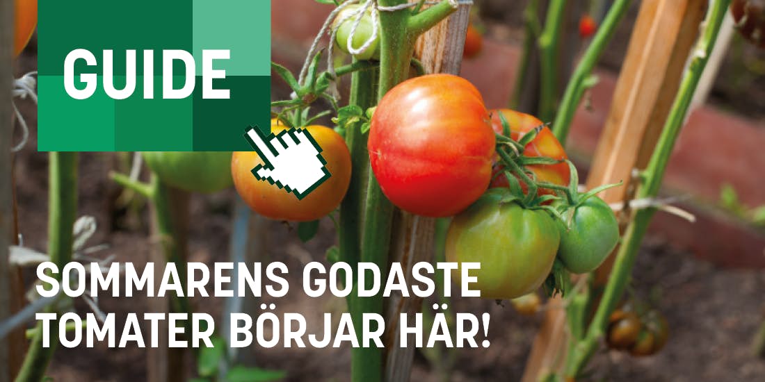 2603-kampanj-tradgårdsstart-guide-tomater.png