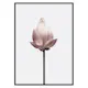 Poster Gallerix Lotus Flower