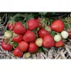 Jordgubbe Omnia Garden Fragaria Ananassa Rumba