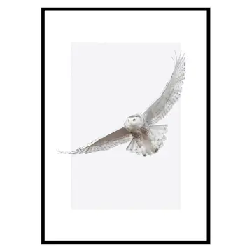 Poster Gallerix White Owl