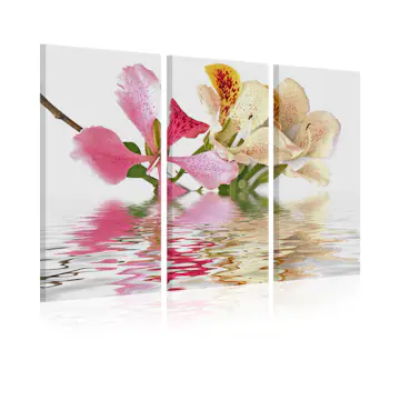 Tavla Arkiio Orchid With Colorful Spots