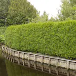 Häck Omnia Garden Tuja 100-125 cm