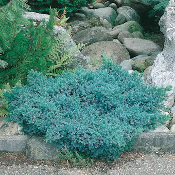 Himalaya-en Omnia Garden Bluestar 20-25 cm