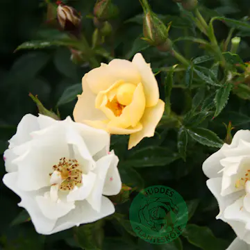 Ros Omnia Garden Marktäckande Sun Cover