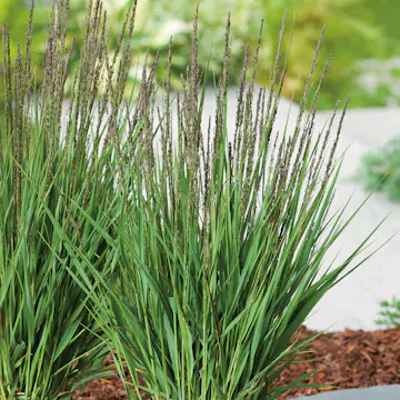 Prydnadsgräs Blåtåtel Omnia Garden Moorhexe