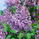 Buske Omnia Garden Syrén 50-80cm 1-2 Grenar