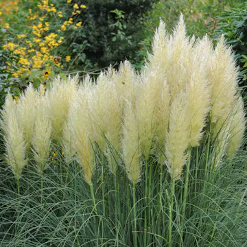 Prydnadsgräs Omnia Garden Pampasgräs