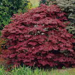 Prydnadsbuske Omnia Garden Japansk Blodlönn