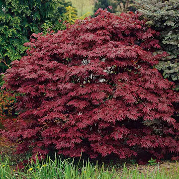 Prydnadsbuske Omnia Garden Japansk Blodlönn