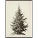 Poster Gallerix Vintage Fir Tree