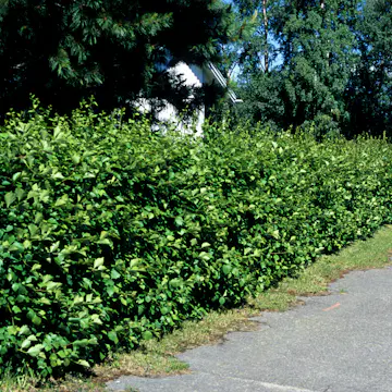 Häckhagtorn Omnia Garden Crataegus Grayana 20-40cm