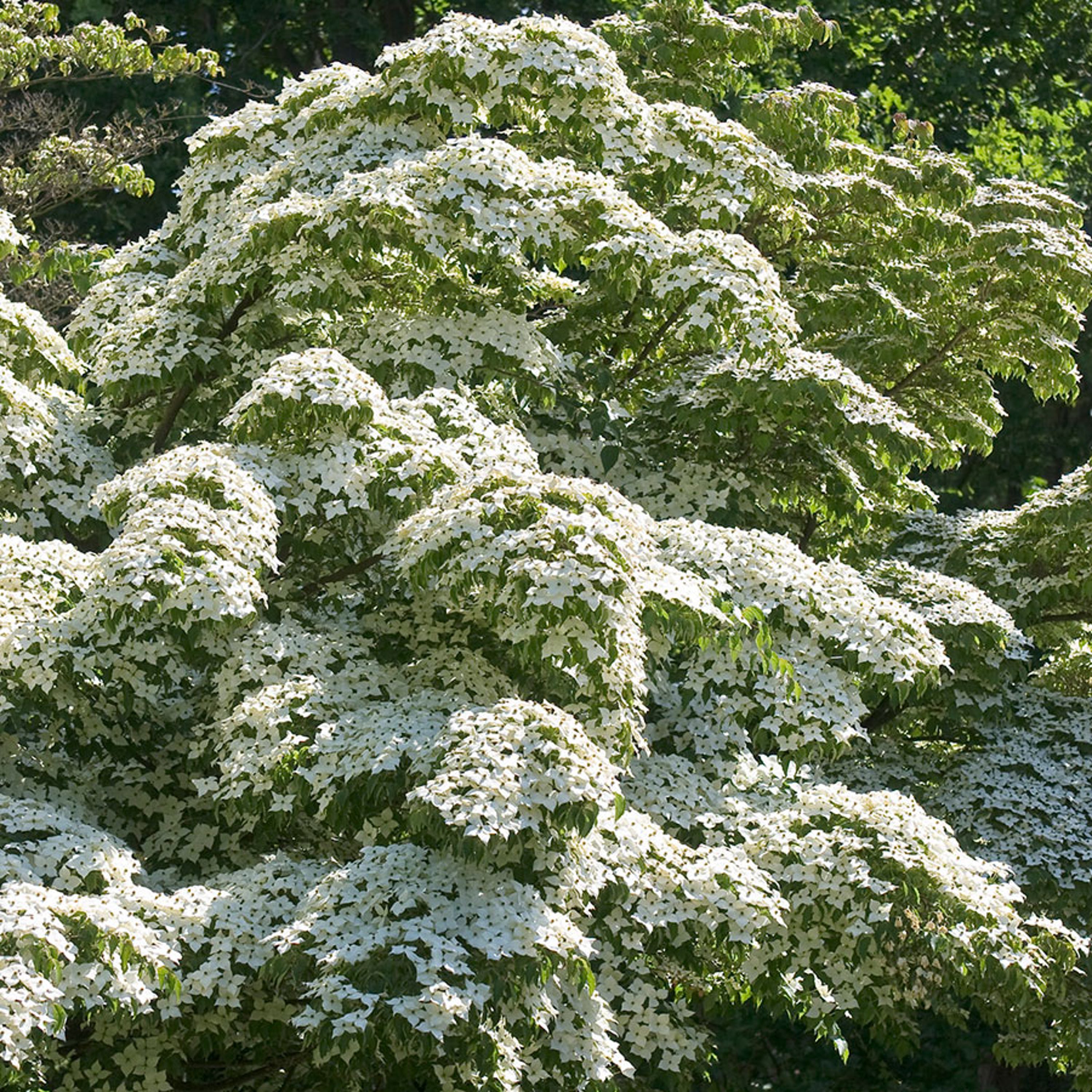 Buske med vita blommor - Koreansk blomsterkornell