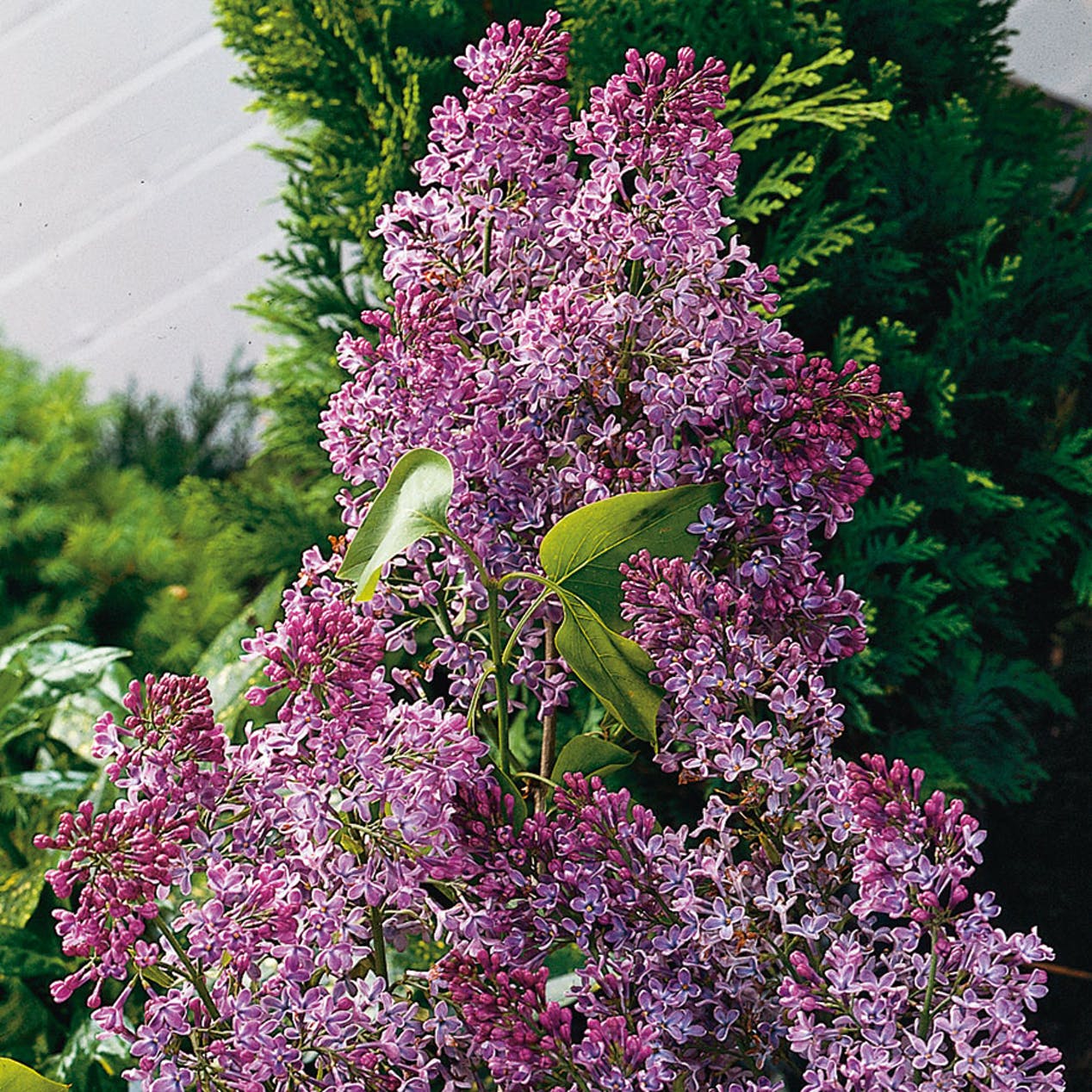 Syrén blommar på försommaren