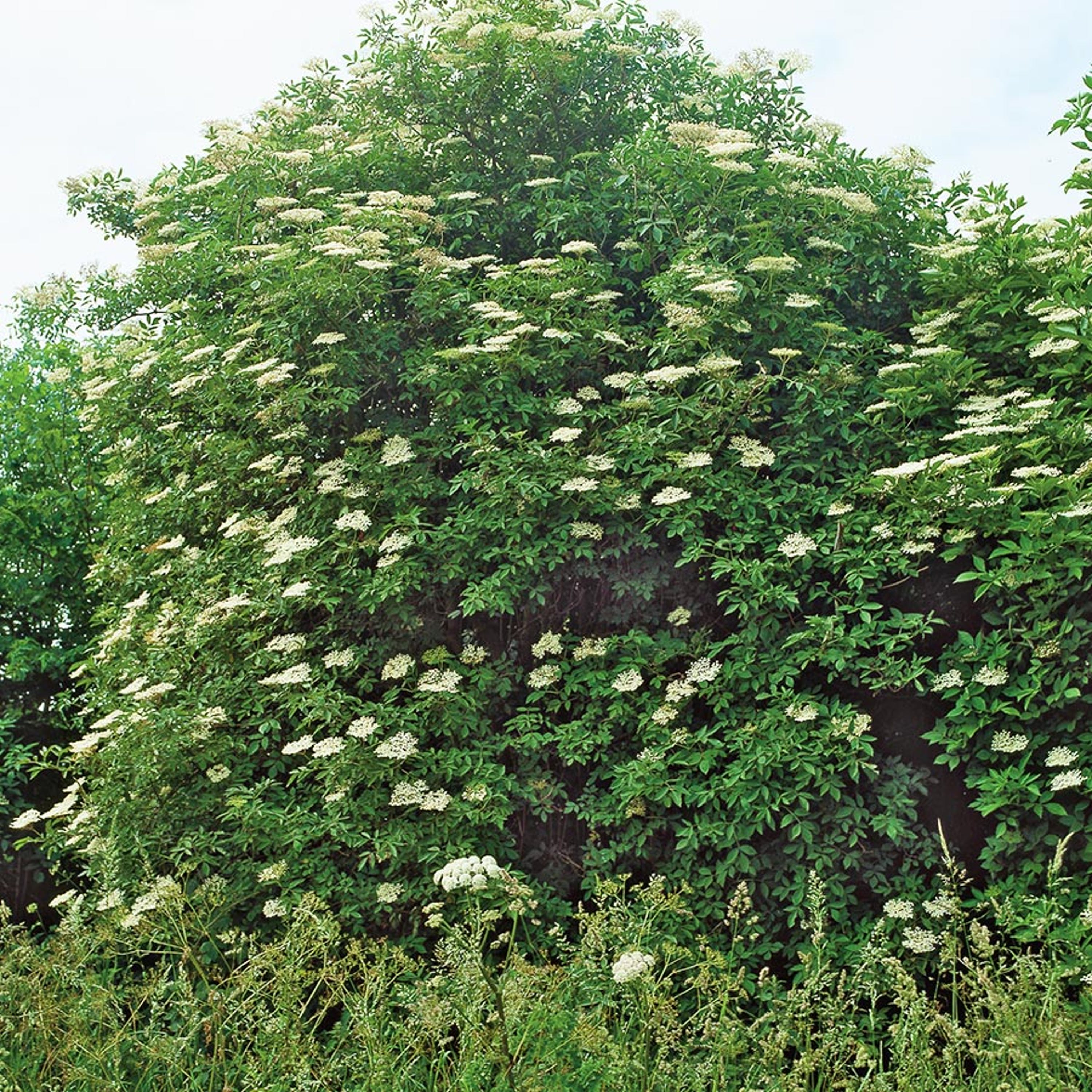 Fläder blommar på sommaren