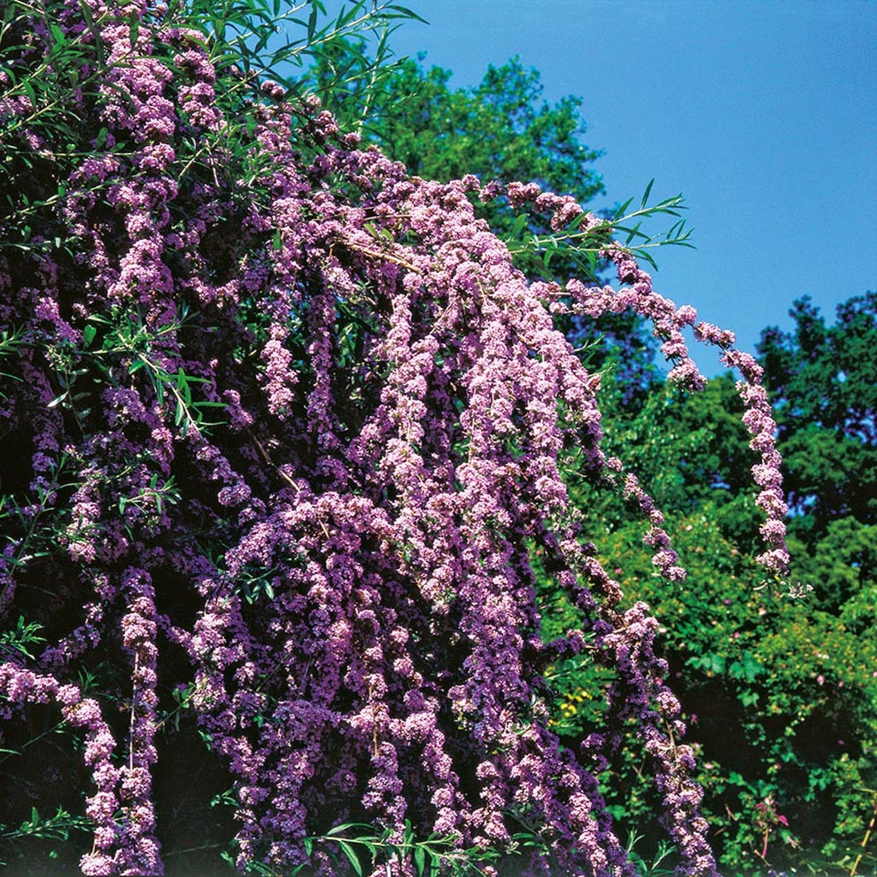 Buddlejan blommar på sommaren