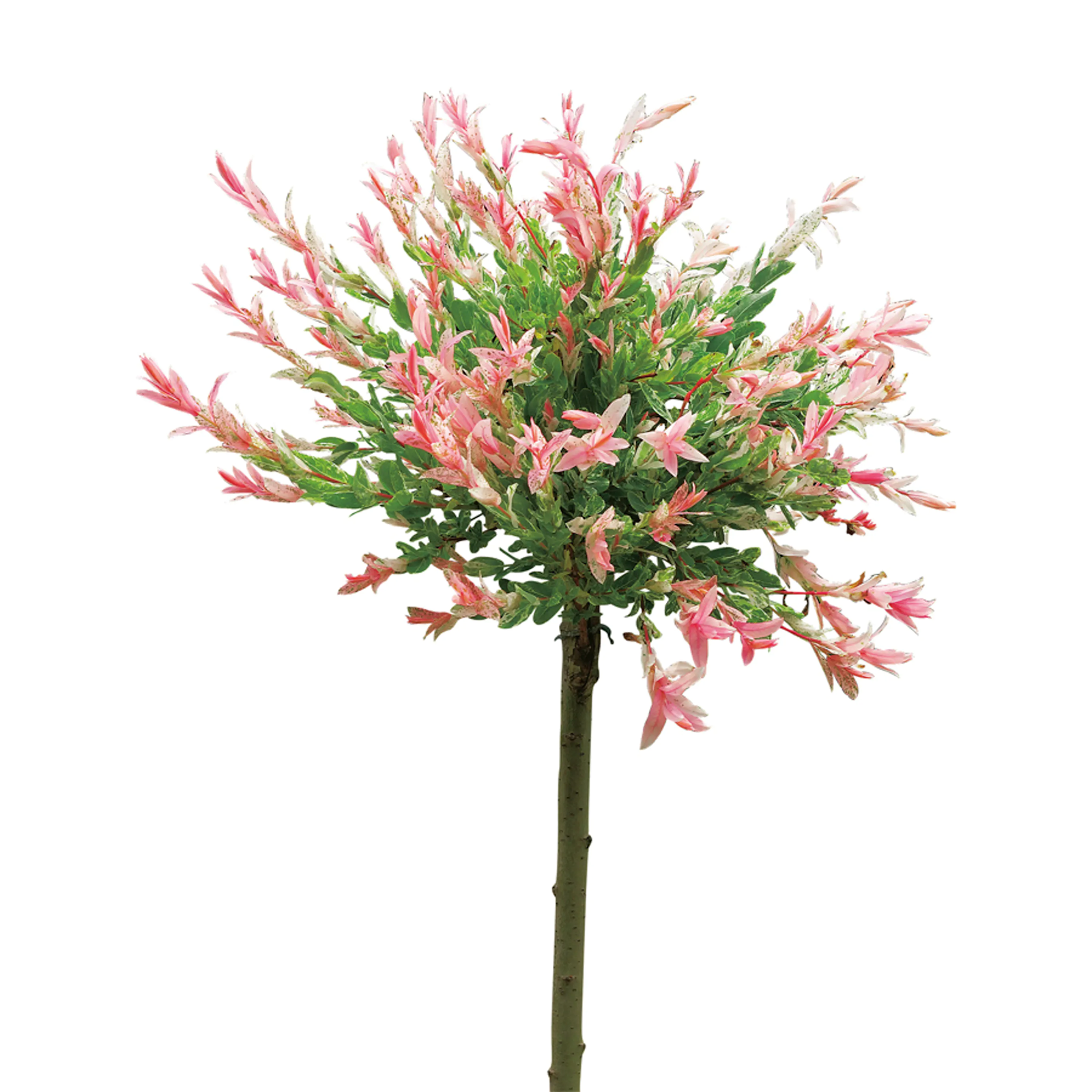 Små träd Eukalyptusvide