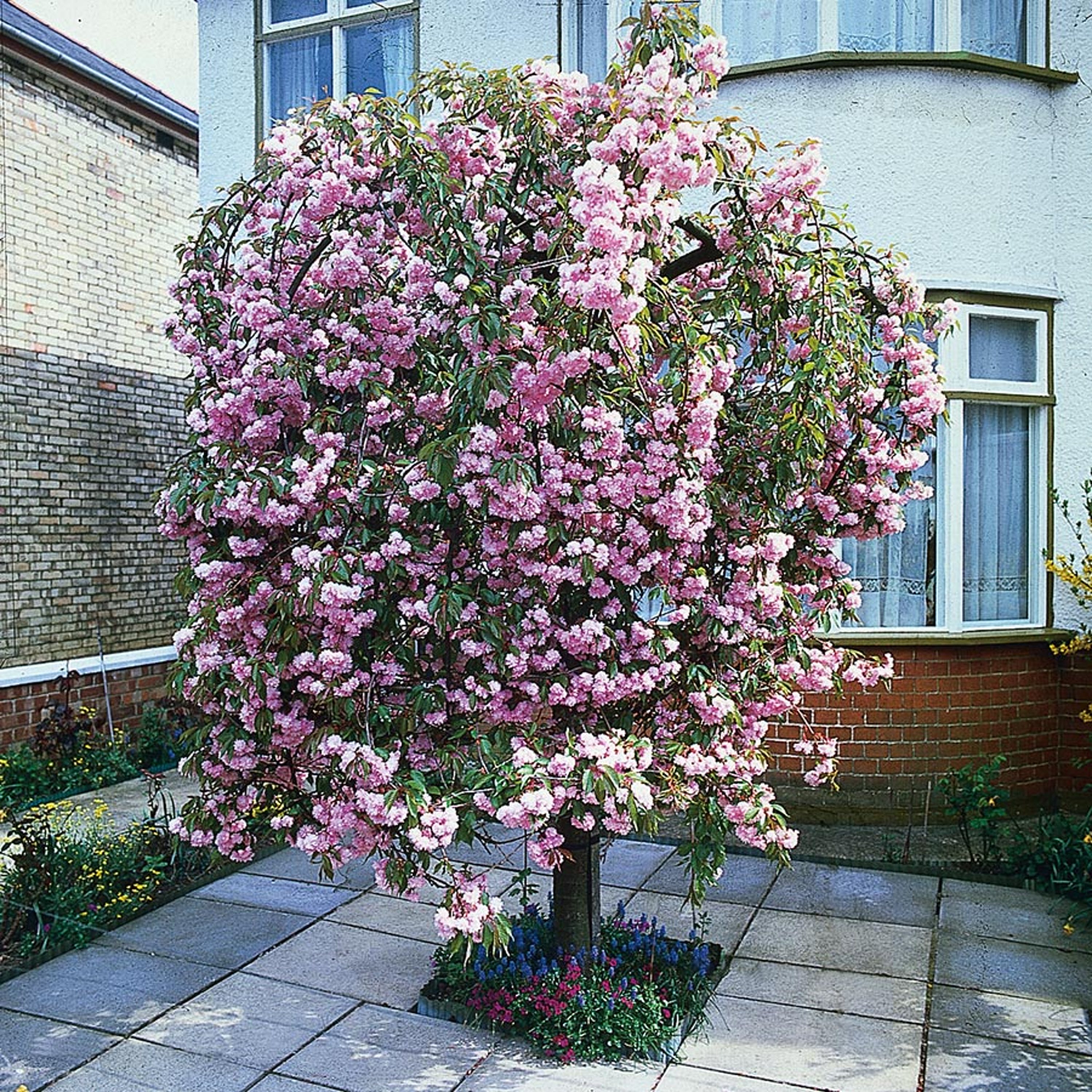 Japanskt Prydnadskörsbär Prunus Kiku-Shidare-Zakura