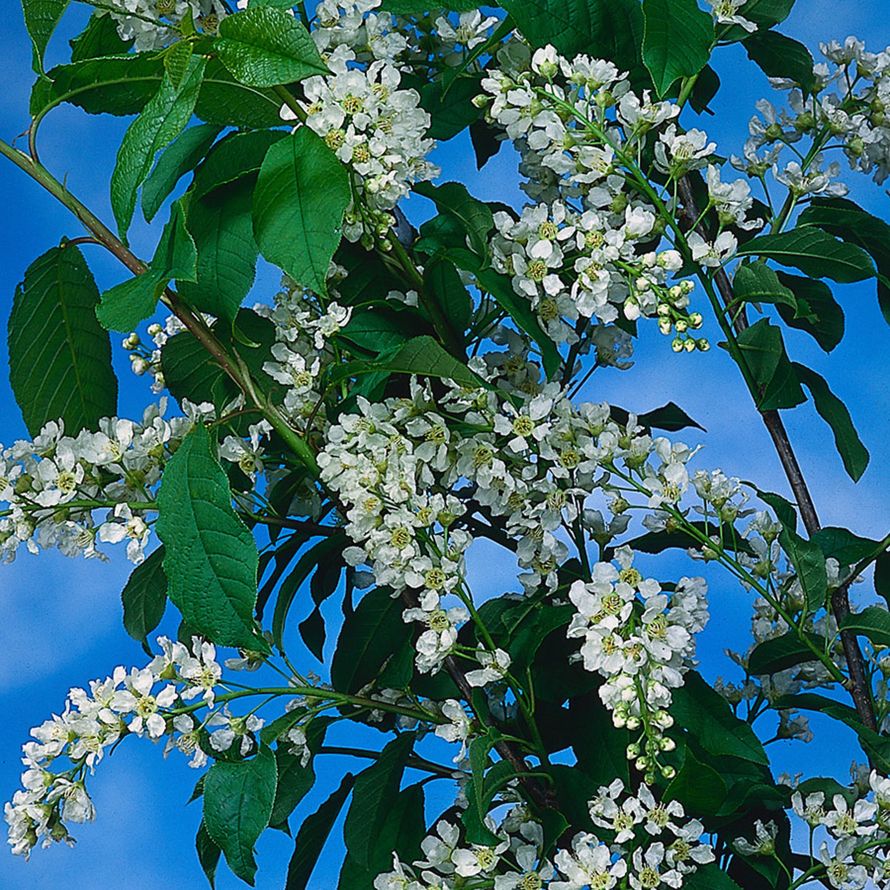 Snabbväxande träd - Hägg