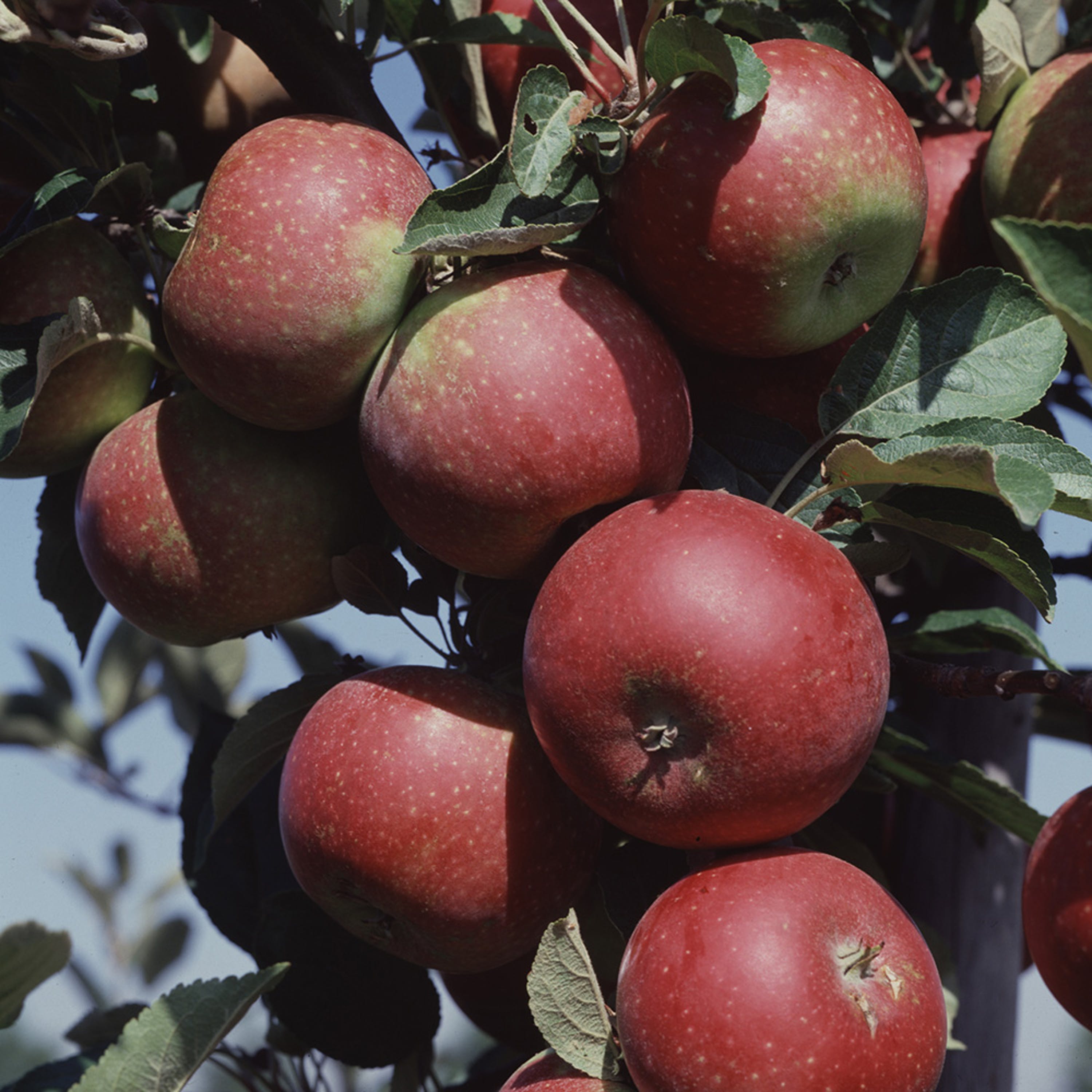 Äppelträd Ingrid Marie