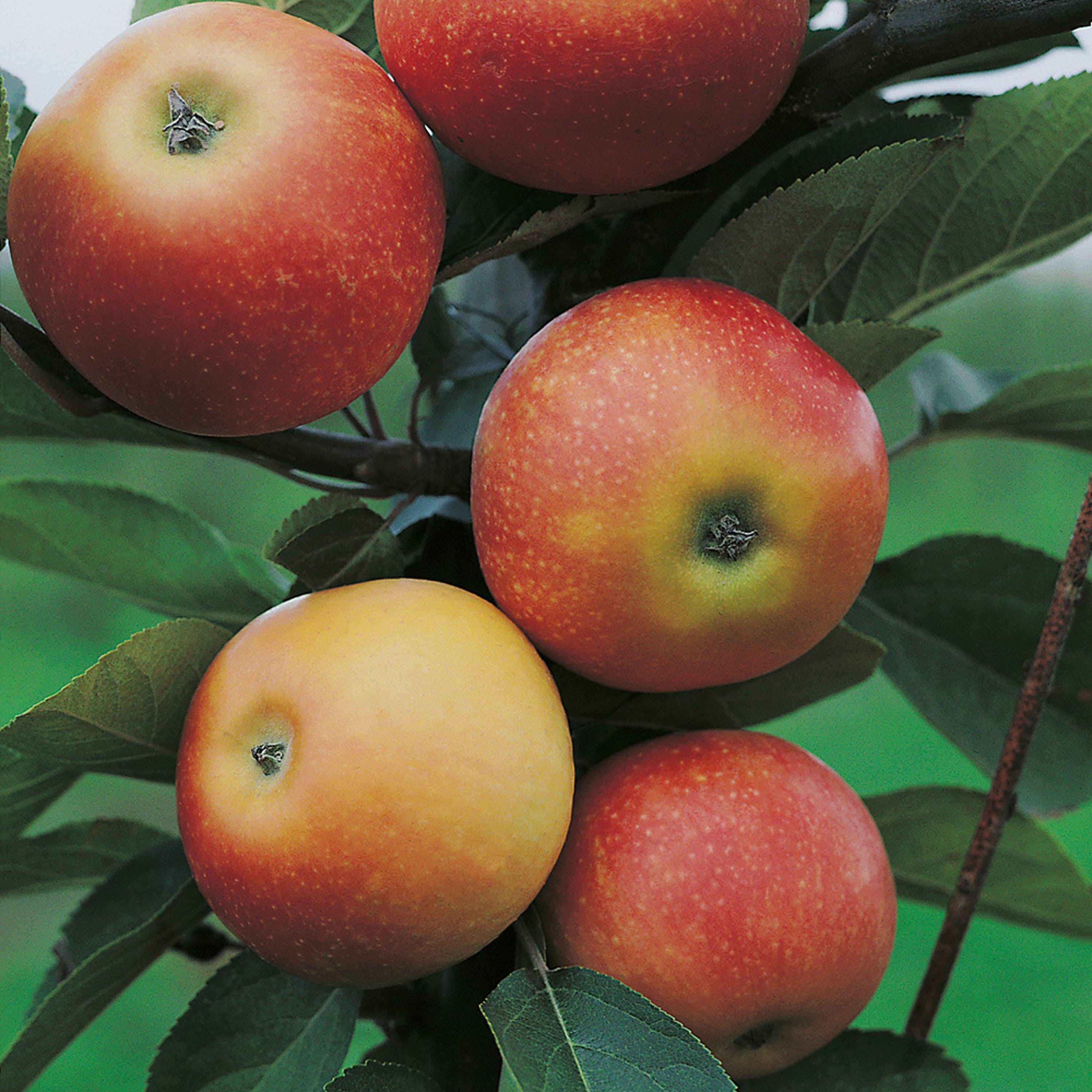 Äppelträd Discovery