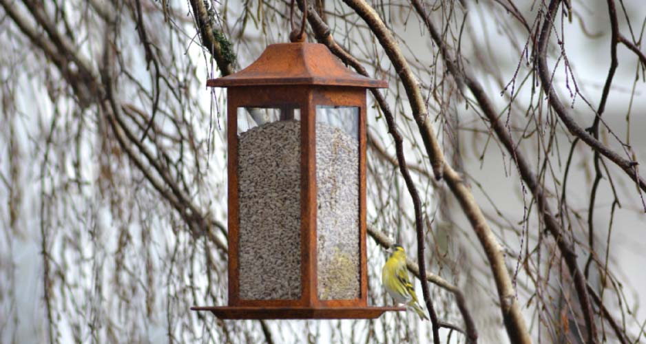 Bjud in småfåglarna