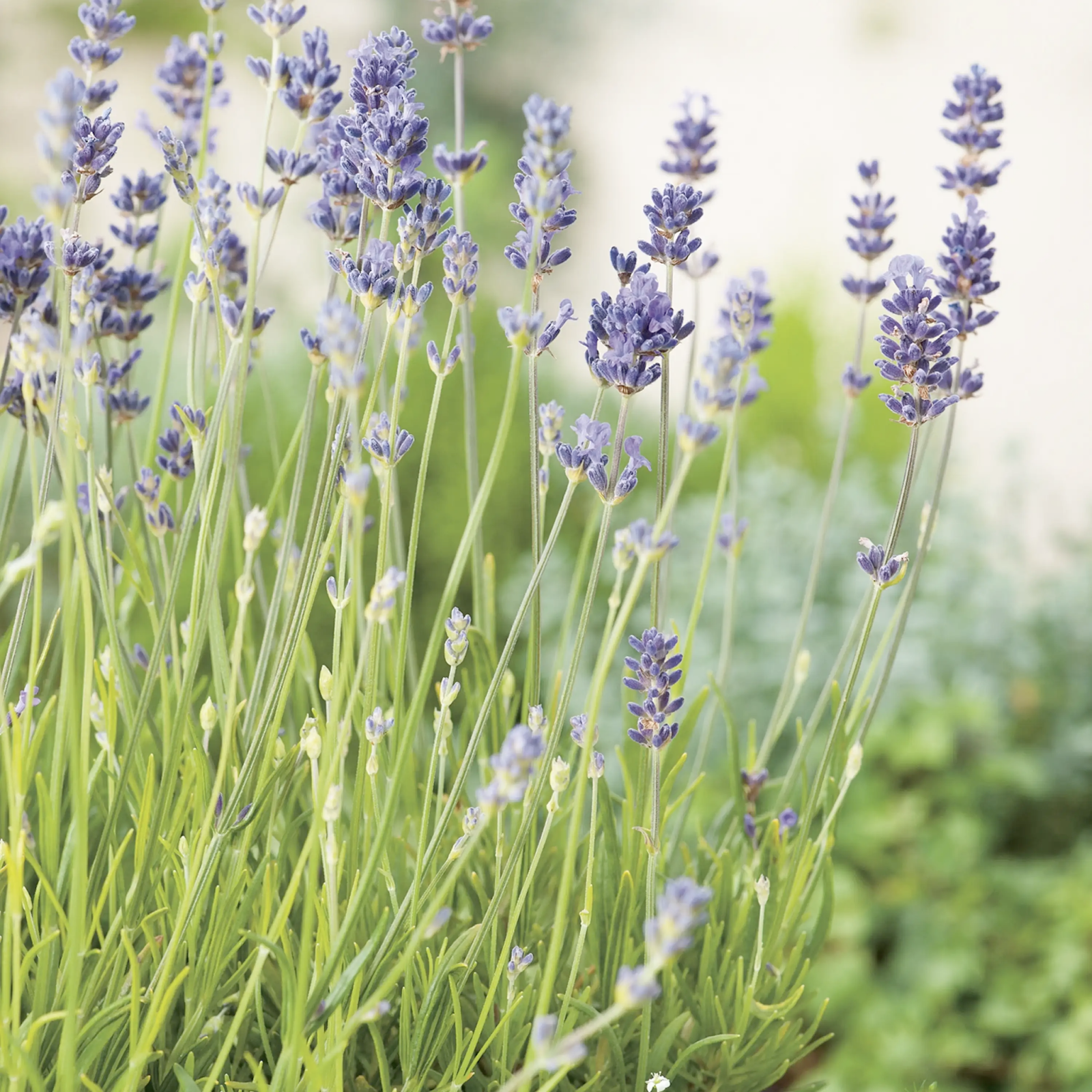 Rådjurssäkra växter - lavendel