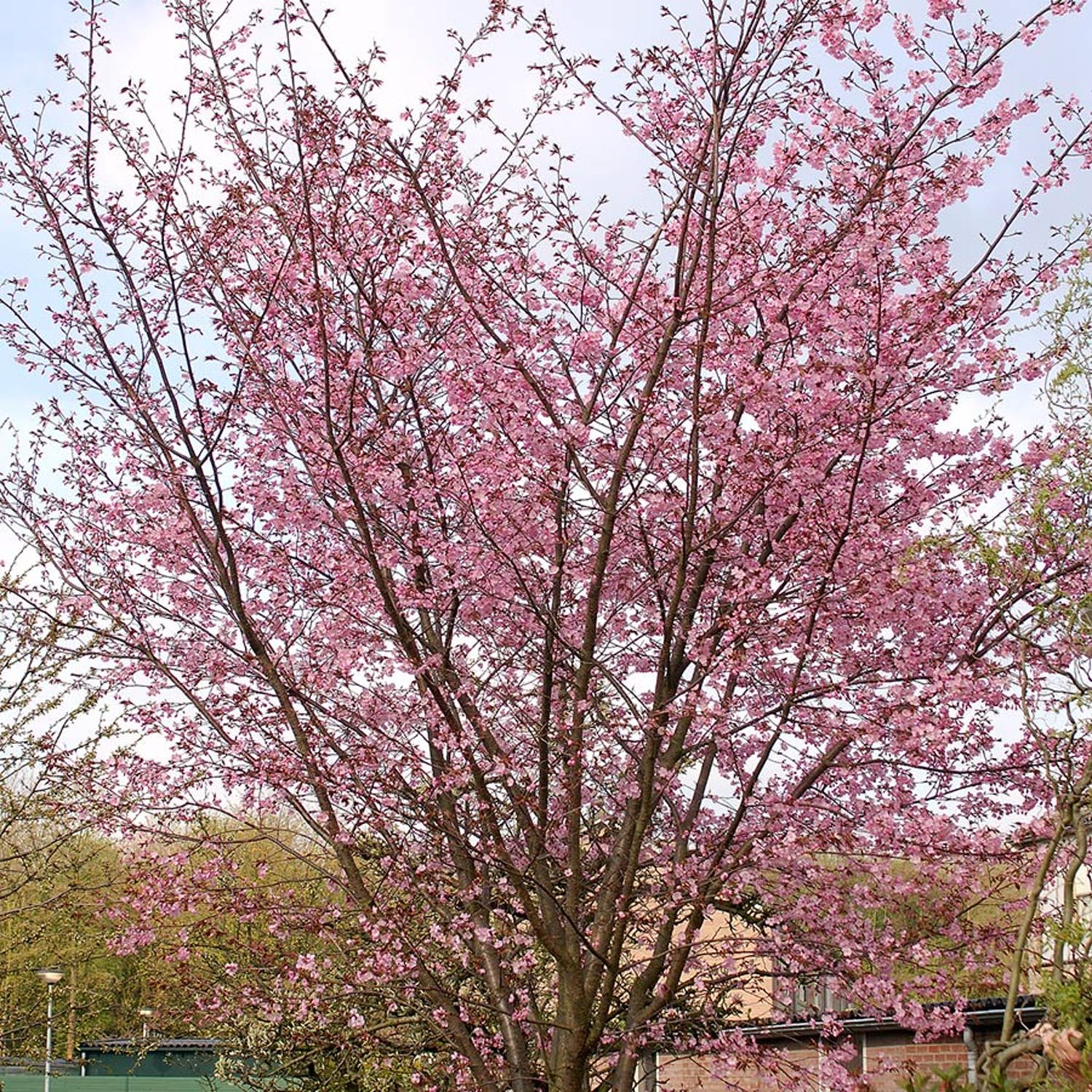 Japanska träd Bergskörsbär
