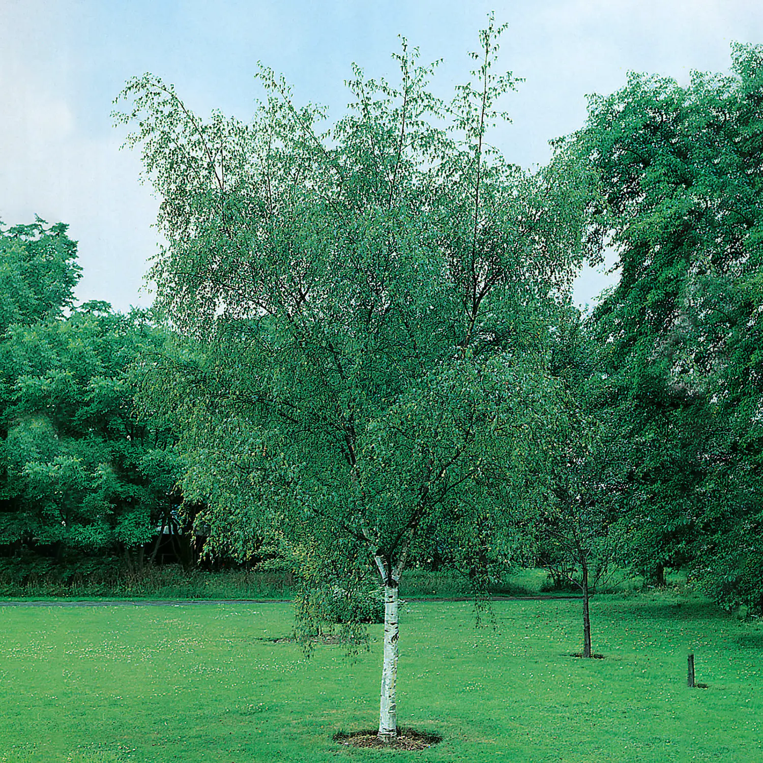 Snabbväxande träd Vårtbjörk