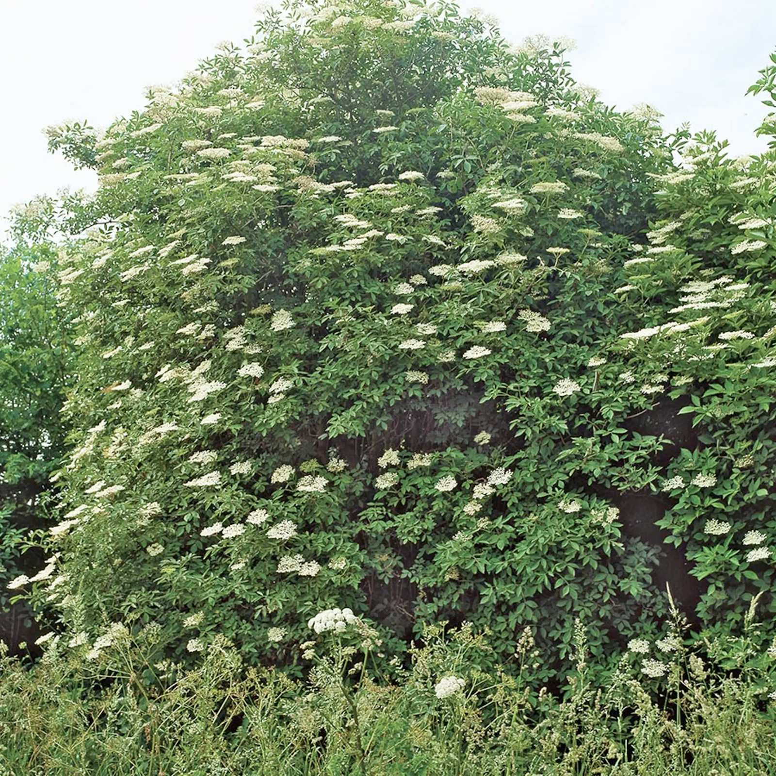 Plantera buskar - fläder