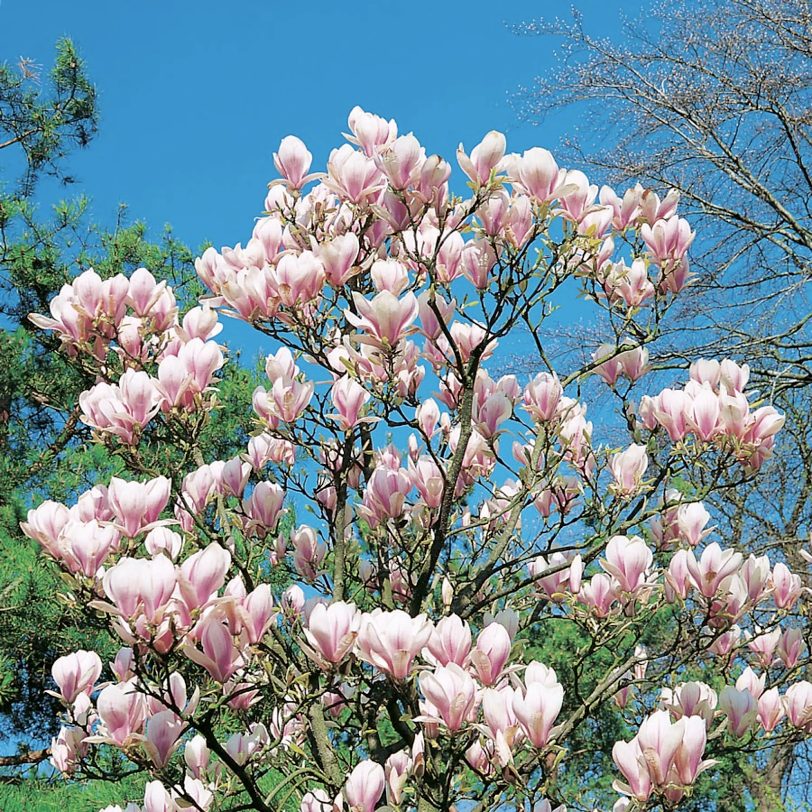 Plantera buskar - praktmagnolia