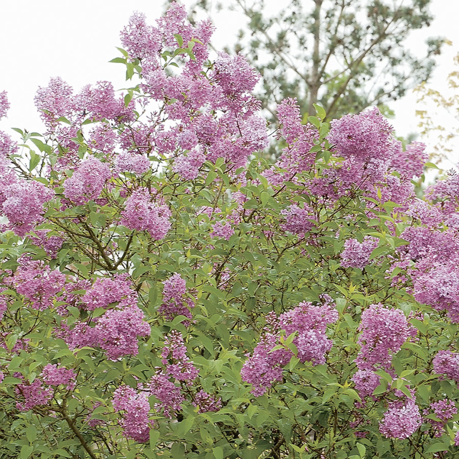 Plantera buskar - bondsyren