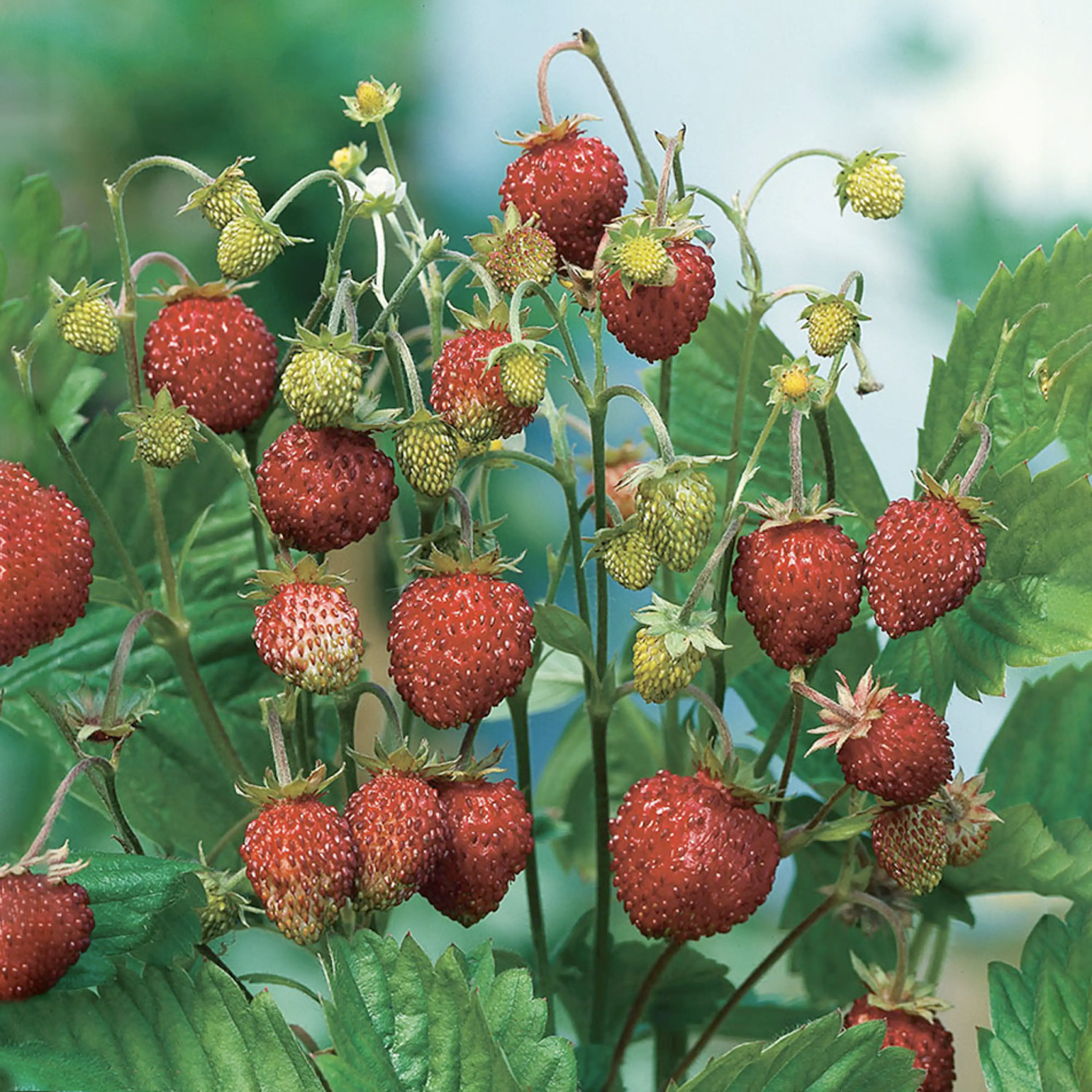 Buskar i trädgården smultron