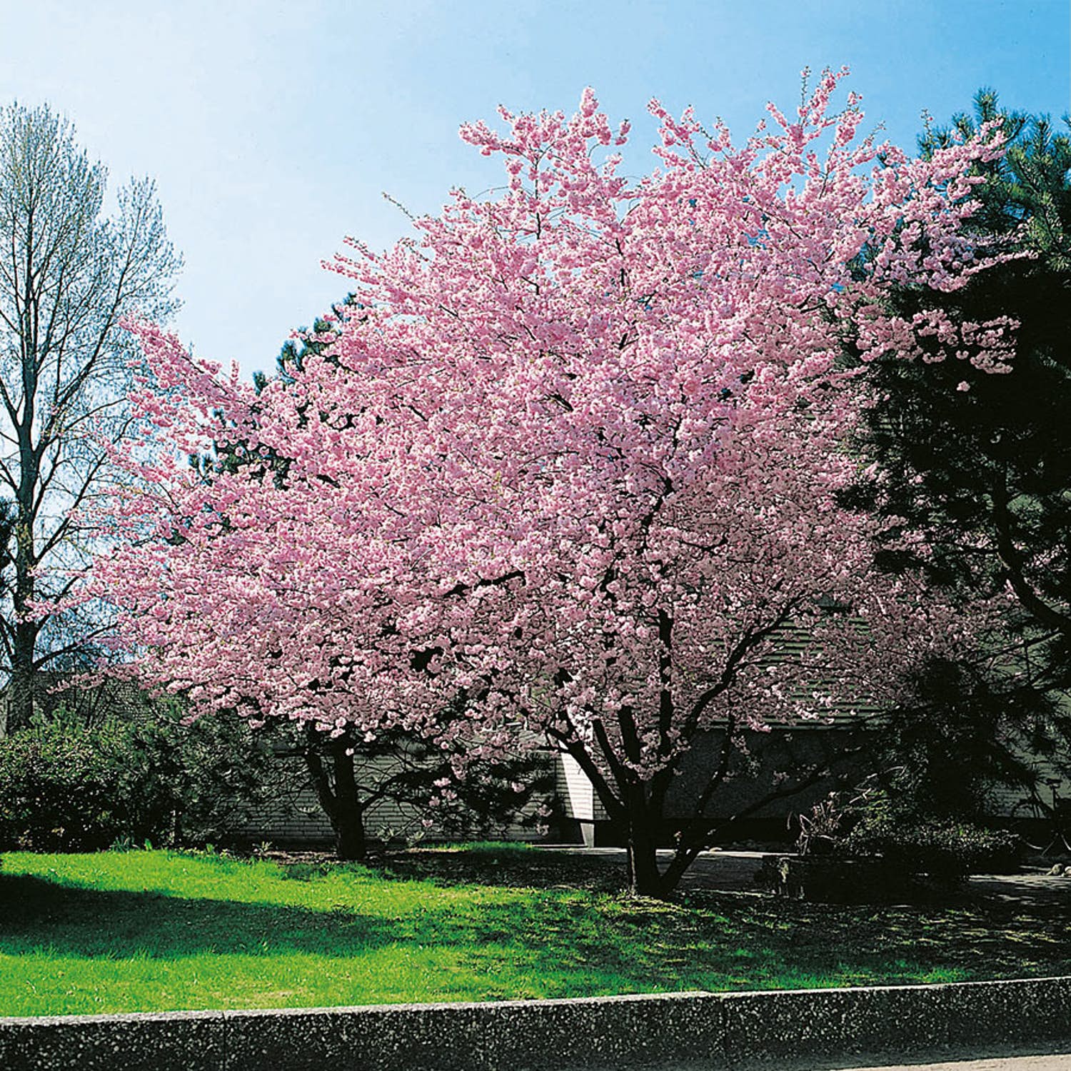 Välja träd i trädgården Prydnadskörsbär