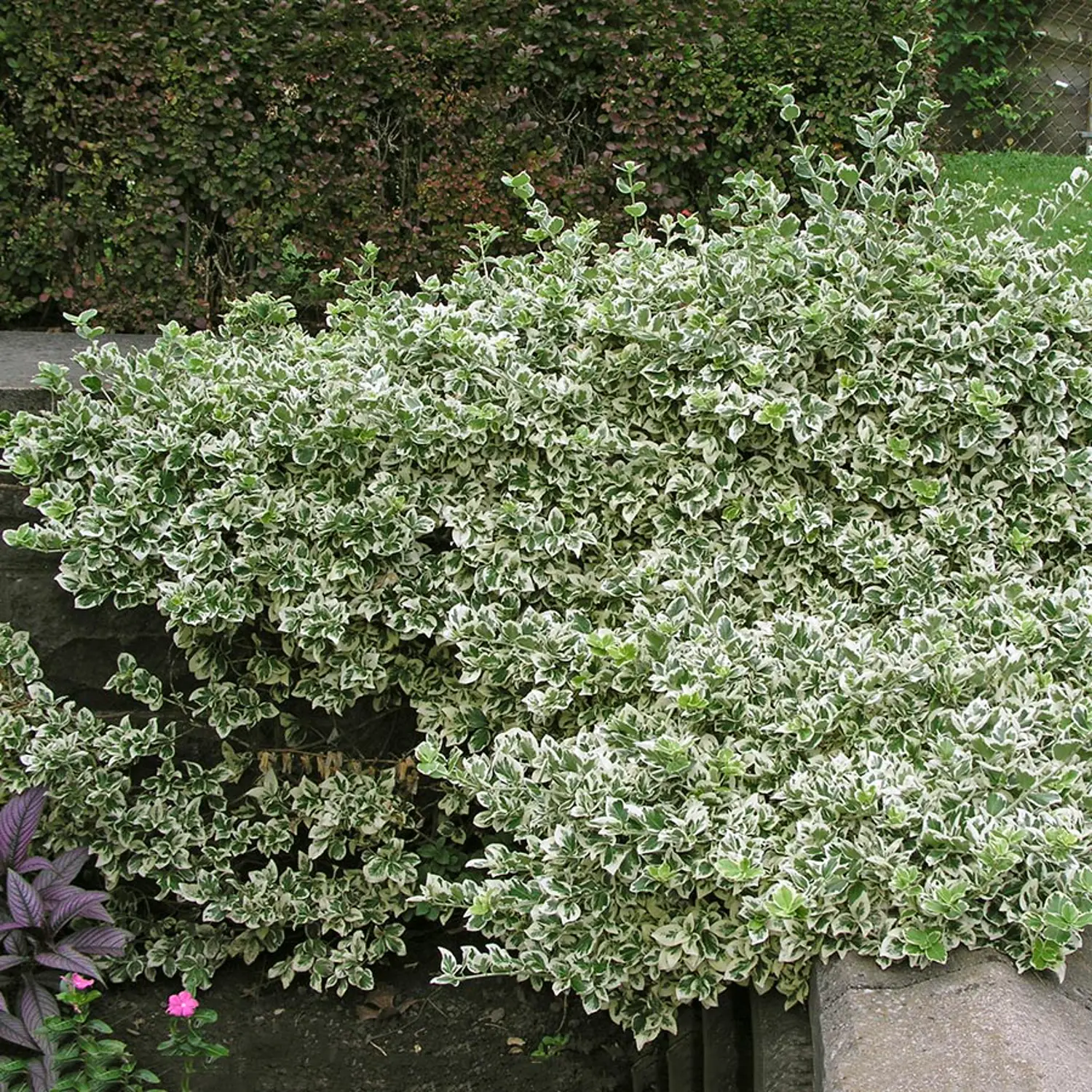 Vitbrokig Klätterbenved