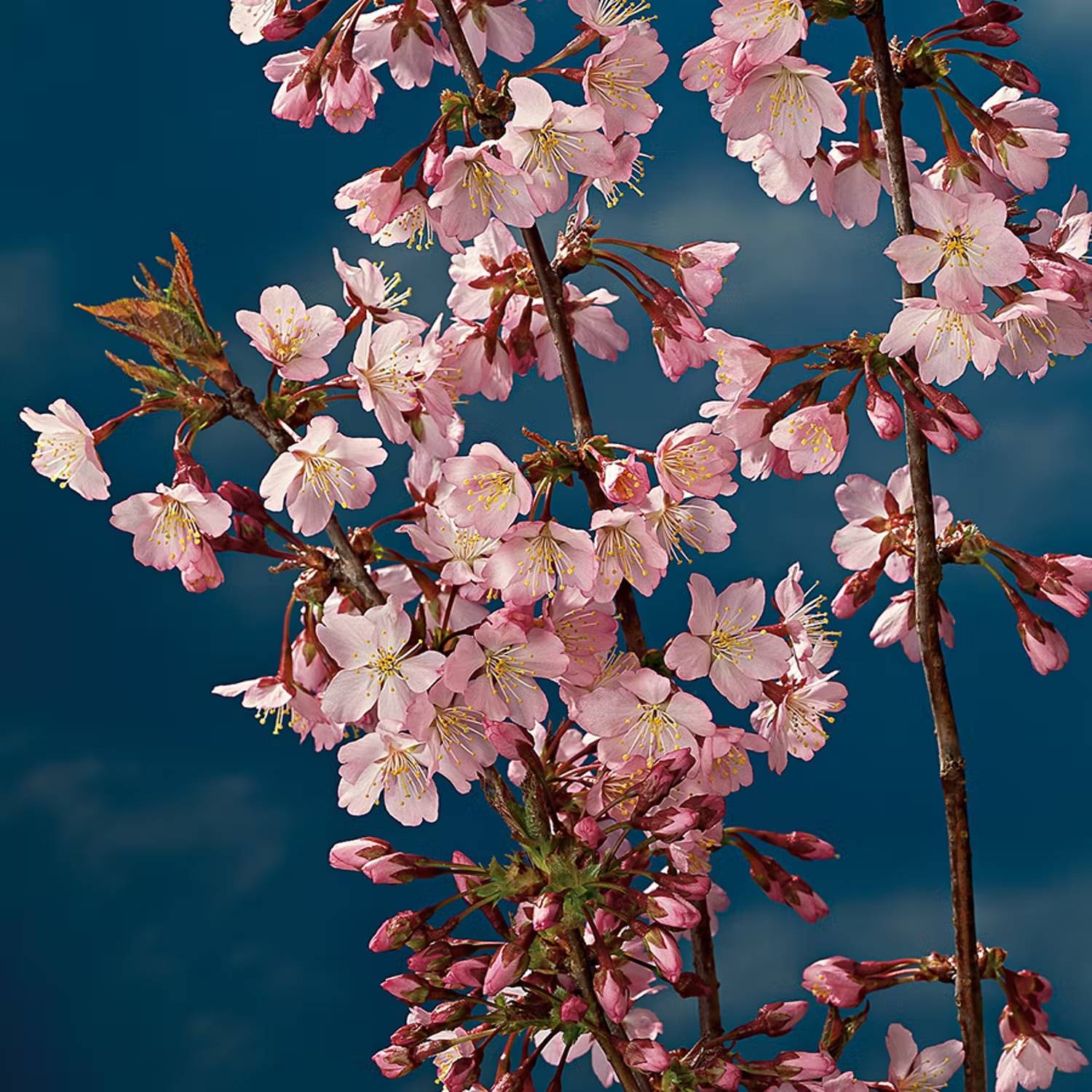 Japanska träd - kurilerkörsbär