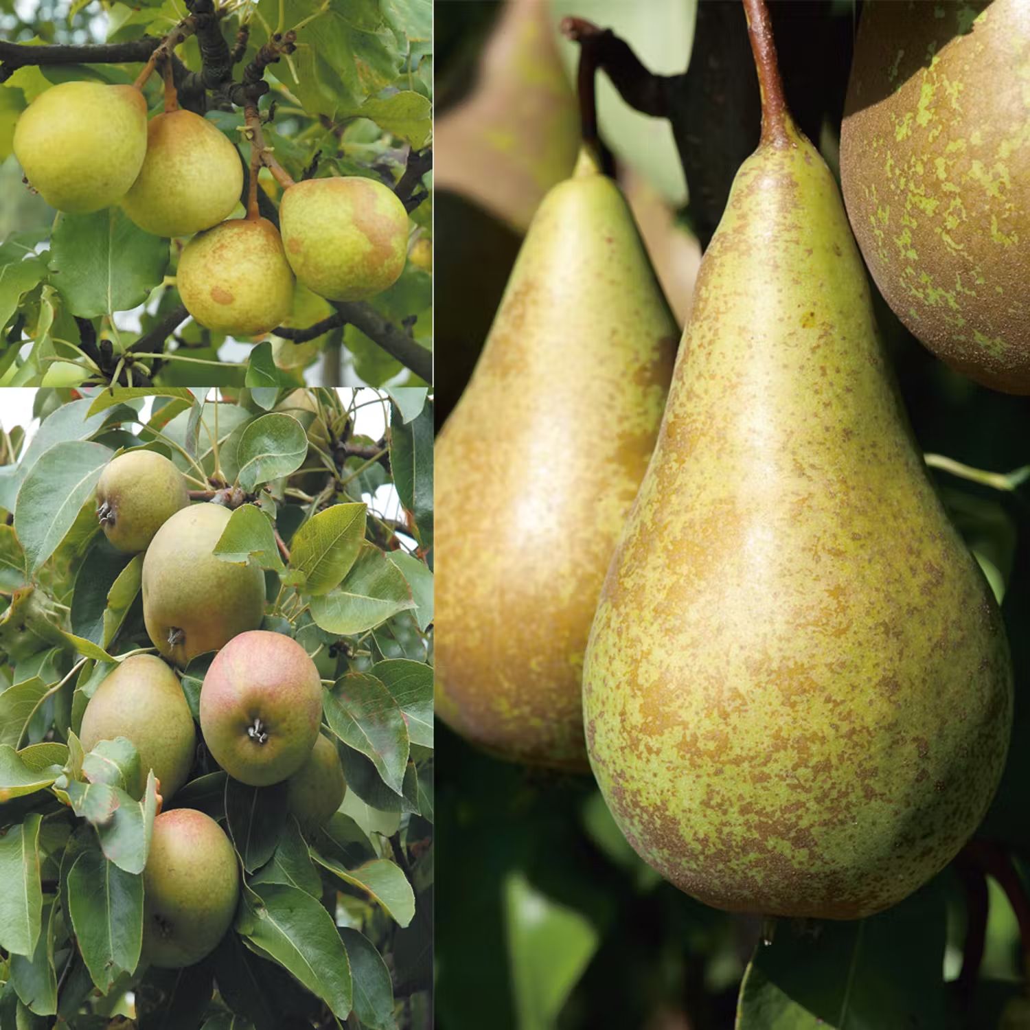 Plantera päronträd - Familjeträd