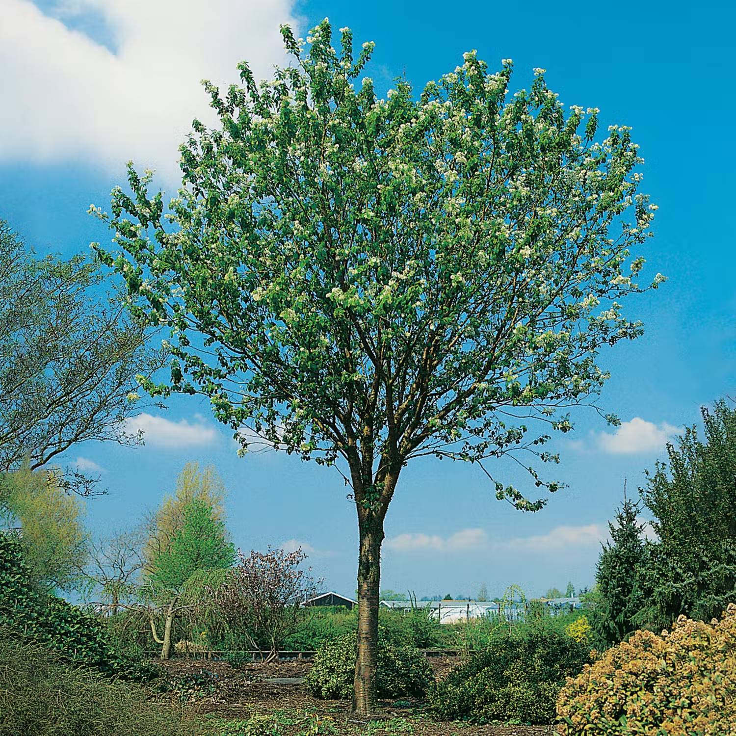 Alléträd - Näverhägg