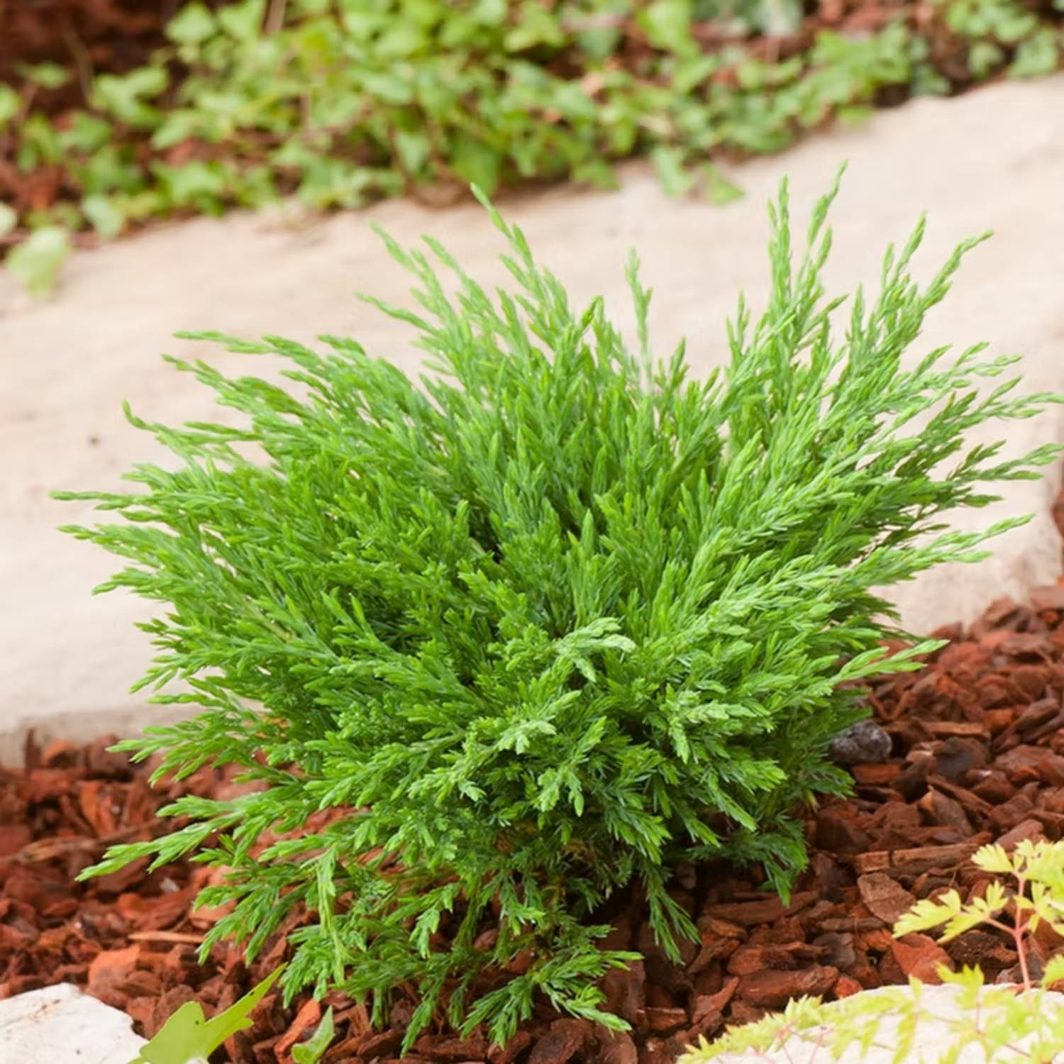 Vintergrön rabatt - Kryp-en